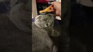 почесуха котэ