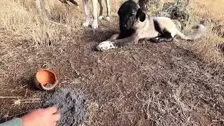 Eşkiya Hazinesi Bulma Anı treasure hunting
