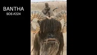 BANTHA - SOS 
