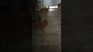 Кошачий футбол😁