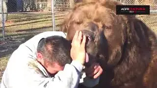 Increílbles Animales Salvajes como Mascotas. Historias para no Creer.