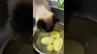 ЧИП)))⭐️⭐️⭐️⭐️