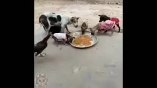баловни