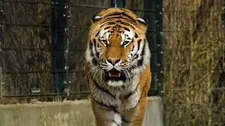 Tiger footage 4k, Tiger footage free, tiger video no copyright, tiger walking video No copyright