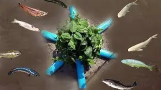 How To Make Unique Fish Trapping System Using PVC Pipe To Catch A Lot of Fish
