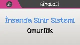 İnsanda Sinir Sistemi - Omurilik