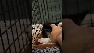 Morpheous got adopted! 