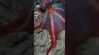 Playful Red Octopus 🐙