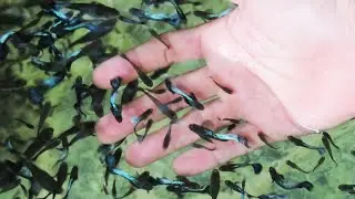 Aquarium (blue dragon guppies) after 18 months 😍
