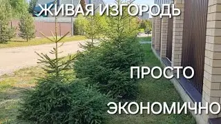 ЖИВАЯ ИЗГОРОДЬ ИЗ ЕЛИ ОБЫКНОВЕННОЙ