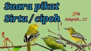 Suara pikat sirtu cipoh