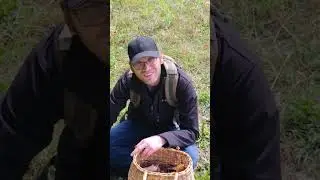 #грибы