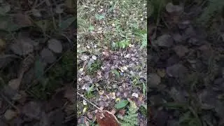 Новгородская область Хотцы- сбор подосиновиков 2019 г.