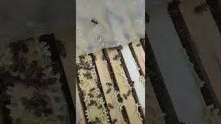 карника рулит.