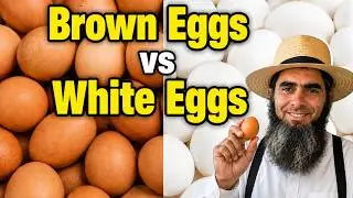 The Real Difference Between Brown & White Eggs (Most People Don't Know)