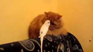 КОТ и ПОПУГАЙ, Попугай Достаёт Кота, прикол с котом, смешное видео, приколы 2014, prikoly 2013