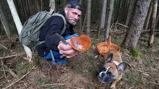 Labor trip FOR MUSHROOMS, MUTANT CHANTERELLES, Kikimora from a living tree. IMPROVABLE FOREST
