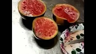 Камышинская засолочная база дарит вкусные солёные арбузы!