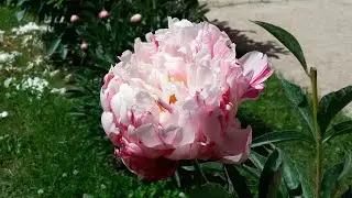 Сажаю травянистый пион сорта Канди Страйп