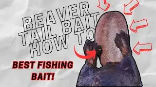 Beaver Tail Bait How To