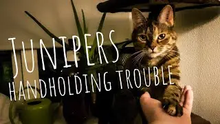 Junipers handholding trouble