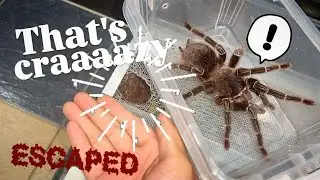 Tarantula BITES through METAL and ESCAPES in my ROOM !!!