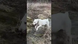 #waterdog