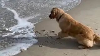 Retriever is so scared, but at the same time brave