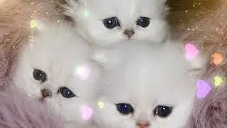 Paki New  Funniest Cats  Videos 3 😺|@KiratoonWild4462 ​