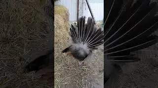 Павлины общаются 