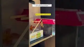 Esta mujer RESCATÓ a una MARIPOSA atrapada #rescate #mariposas #animales #biologia #vidasalvaje