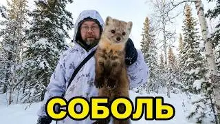 Сезон охоты 23-24 (3 серия) Соболь