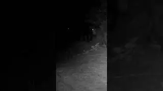 DOMUZ SÜRÜSÜ! #domuz #domuzavi #youtubeshorts #keşfet #trailcam #wildlife #trailcamera #animals