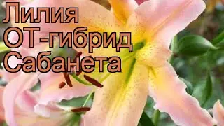 Лилия от-гибрид Сабанета (lilium ot-hybrid sabaneta) 🌿 обзор: как сажать, луковицы лилии Сабанета