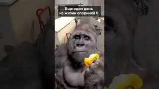 В ожидании раша… 