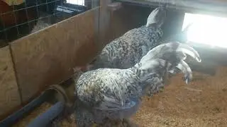 Китайские шелковые куры. Достоинства и недостатки.