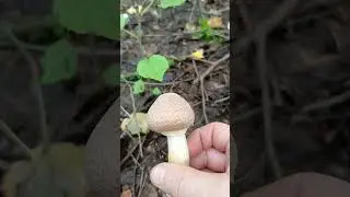 Колпак кольчатый съедобный.