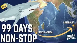 Fastest EVER: White Shark's 12,000-Mile Ocean Trek!
