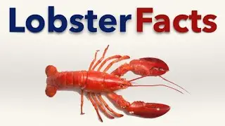 Lobster Facts