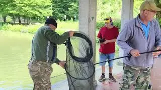 Ribiška družina Maribor izvaja izlov velikih krapov iz prvega in drugega ribnika Mestnega parka
