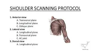 SCANNING PROTOCOL SHOULDER - ultrasound examination