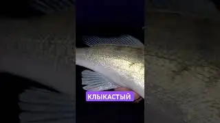 #fishing #youtubeshorts #youtuber #zanderfishing #рыбалка #рекомендации #рек #судак