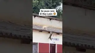 EL REY LEON 😸😺 #yoitubeshorts #viral #subscribete #sigueme #video #sigueme