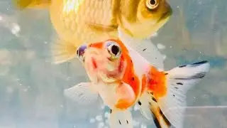 What Every Calico Moor Goldfish should know, Different of Colors of fish , Yellow @goldenfish1410