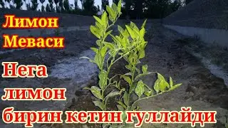 Нега Лимон бир неча маротаба гуллайди? Ёш Лимон нихоллари 