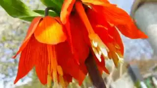 Flori Fiori Flowers