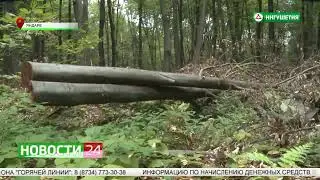 Лес рубят, штрафы летят! Сюжет НТРК «Ингушетия»