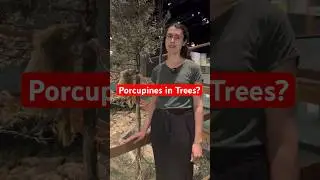 Porcupines in Trees?