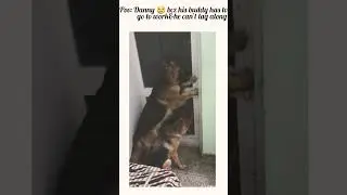 Raw&unedited Dogcontent|subscribe🐶|GSD|#viral #youtubeshorts#shorts#dog #doglover#shortsfeed#cutedog