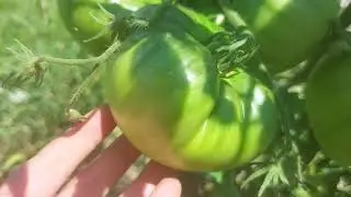 Cu 90 la suta mai putina mana si alte boli in gradina